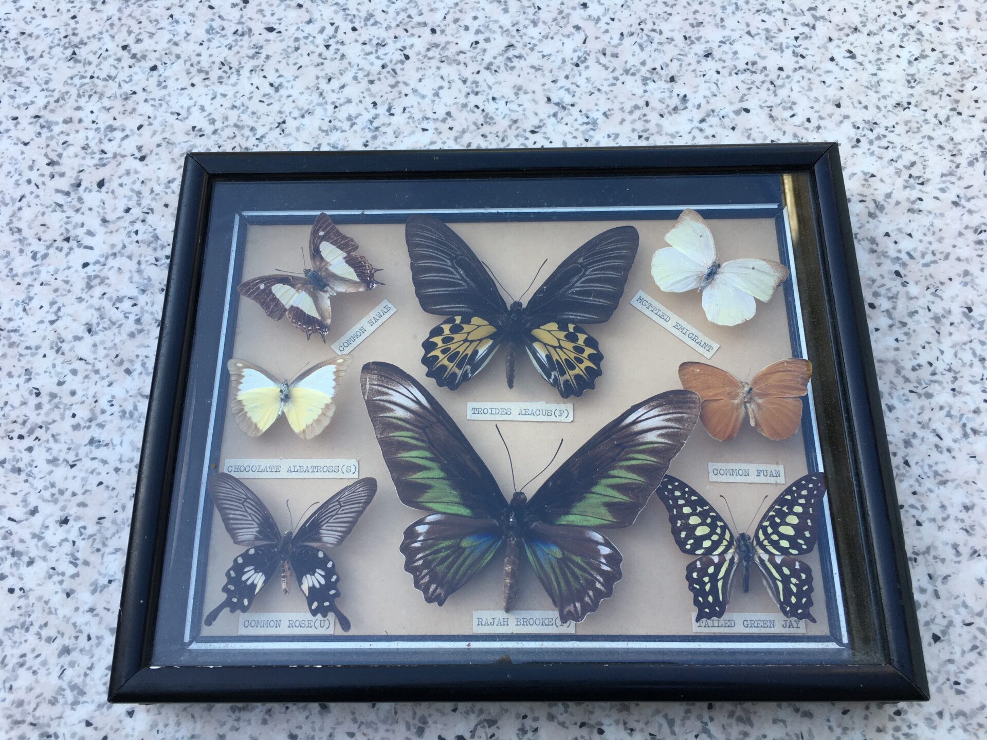 Samling sjældne sommerfugle i vitrine til ophæng (30x25x4 cm). Pris 500 kr