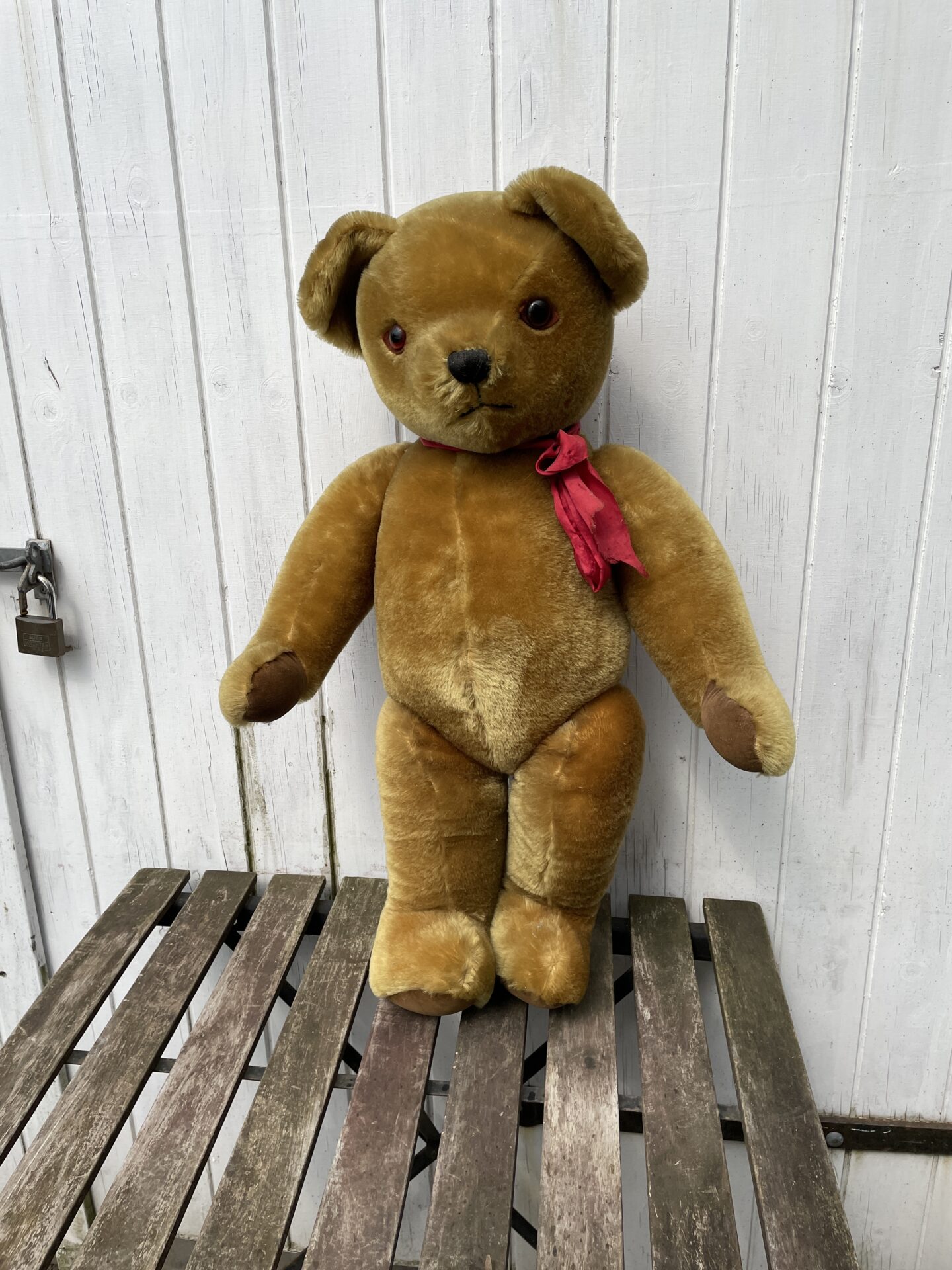 Stor Teddy bear, årg. ca 1955. H= 75 cm, Indsyet klokker i ørerne, antageligt Hermann. Pris 500kr